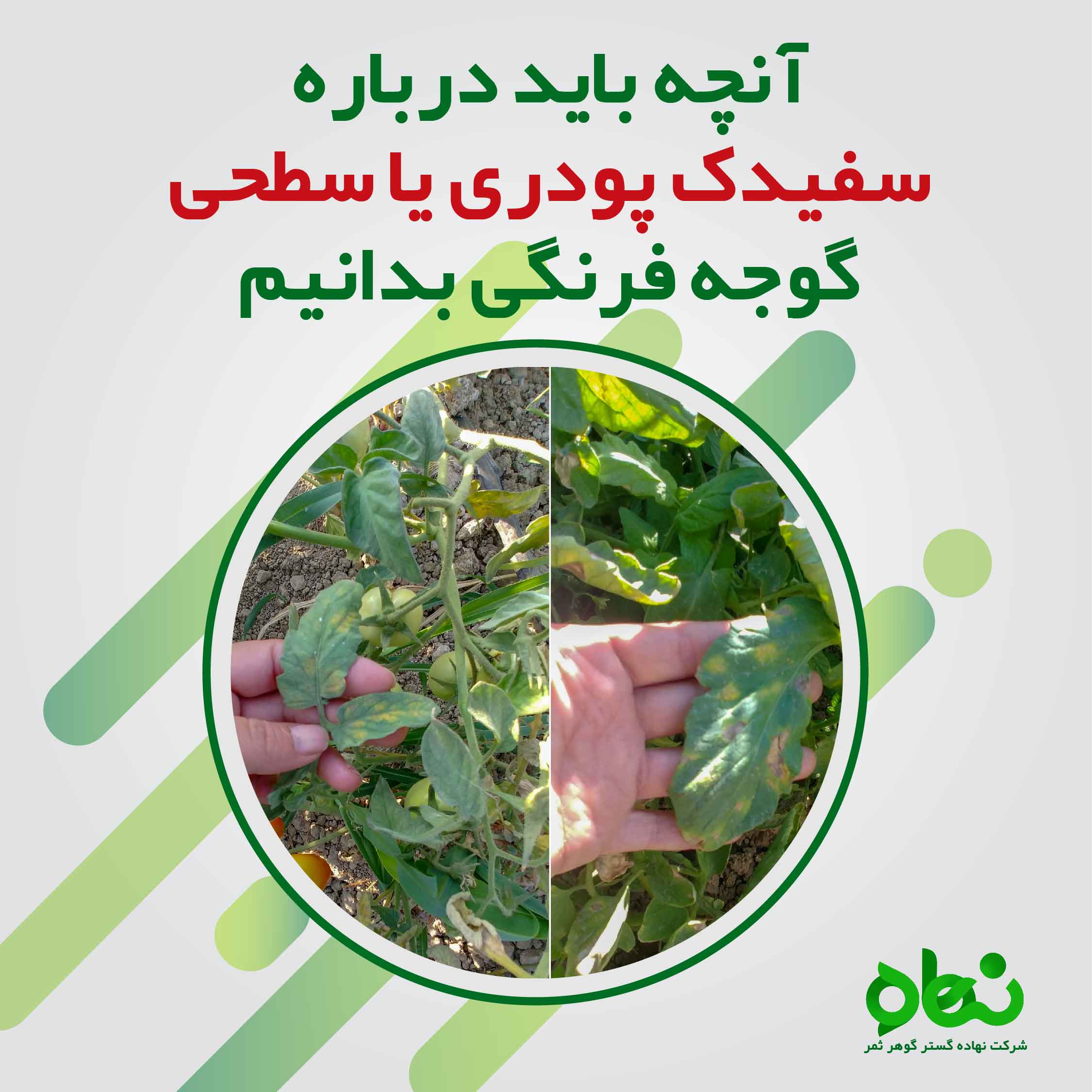 آنچه باید درباره سفیدک پودری یا سطحی گوجه فرنگی بدانیم